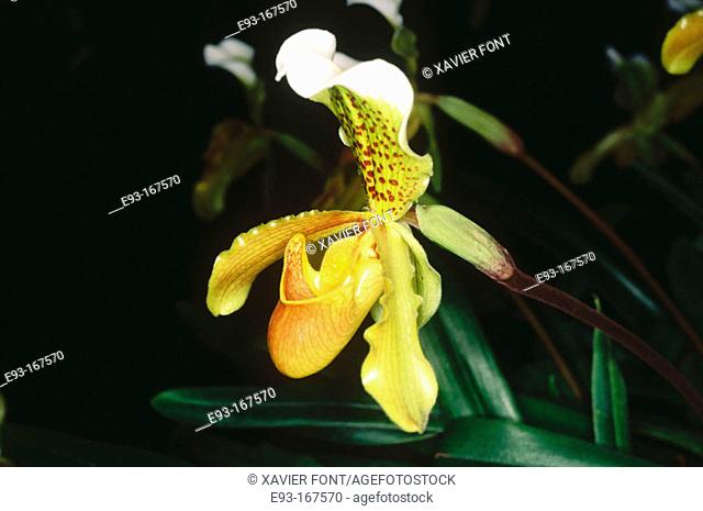 Orchid (Paphiopedilum insigne)