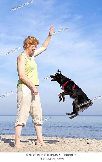 Woman making dog jump on the beach, Kuehlungsborn, Mecklenburg-Western Pomerania, Germany, Europe