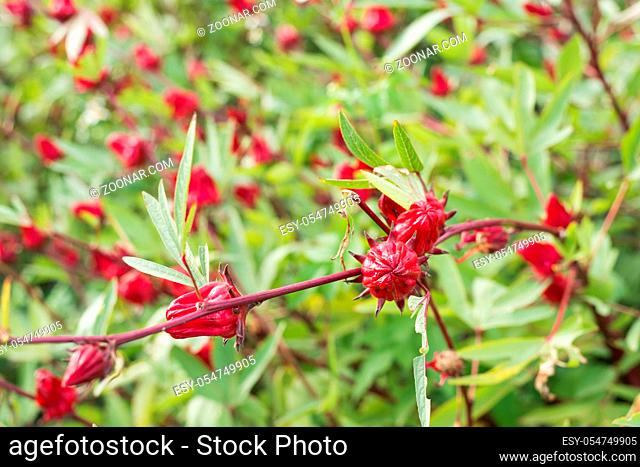 red roselle flowers in the farm at Luye, Taitung, Taiwan
