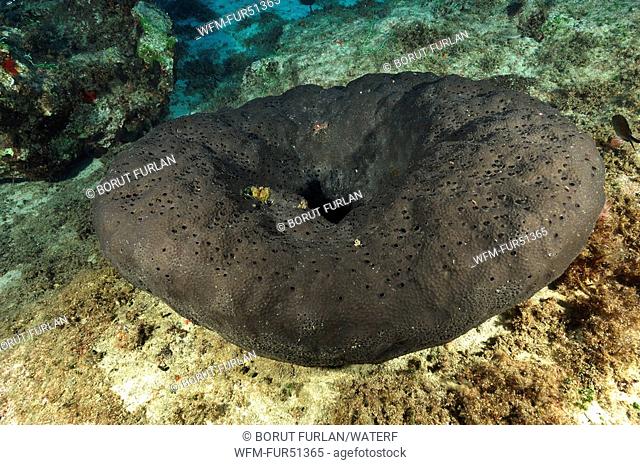 Black Sponge, Ircinia muscarum, Kas, Mediterranean Sea, Turkey