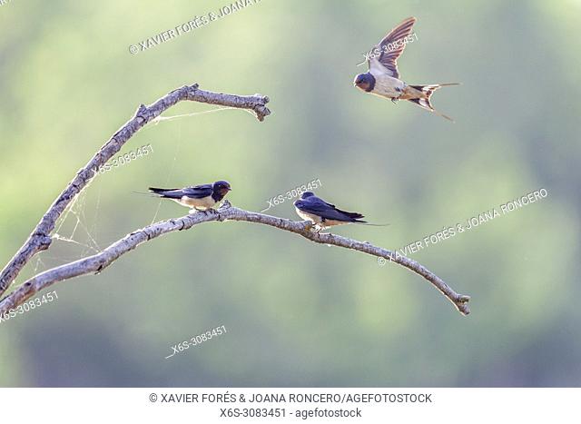 Barn swallow - Hirundo rustica -, Natural Park of Aiguamolls de l'Empordà , Girona, Spain
