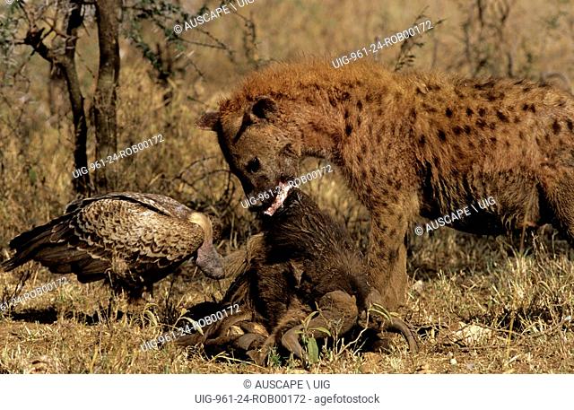 Spotted hyena, Crocuta crocuta, with carrion and a vulture. Serengeti National Park, Tanzania. (Photo by: Auscape/UIG)