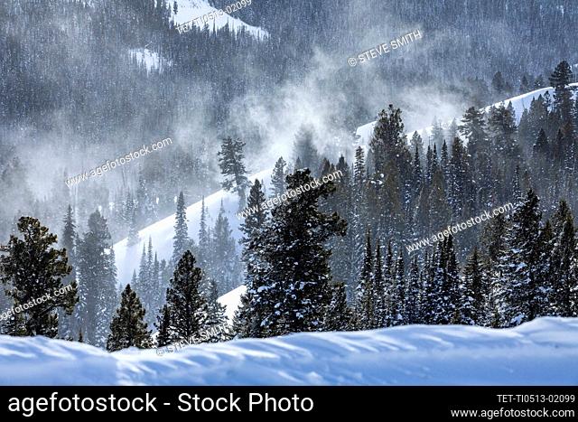 United States, Idaho, Sun Valley, Snowy forest in winter