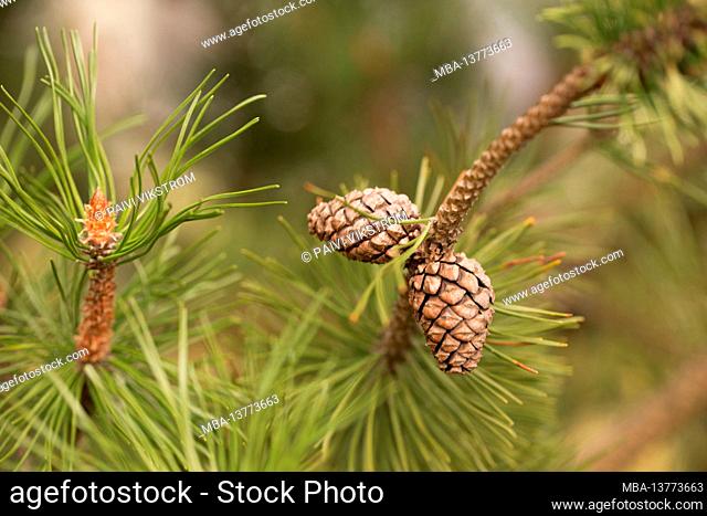 Pine cone, close-up, blurred natural background