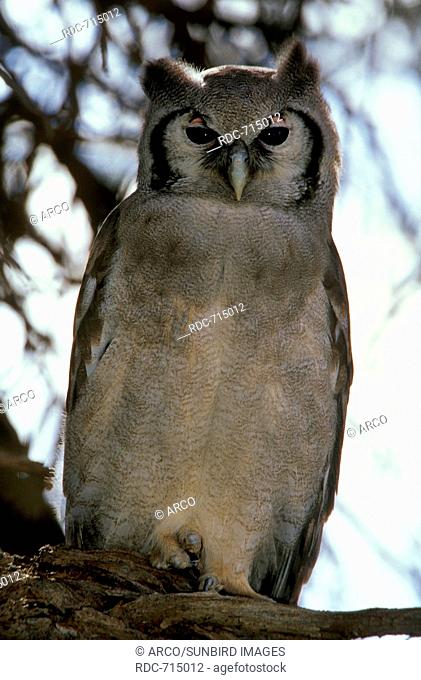Giant Eagle Owl, Kalahari, South Africa