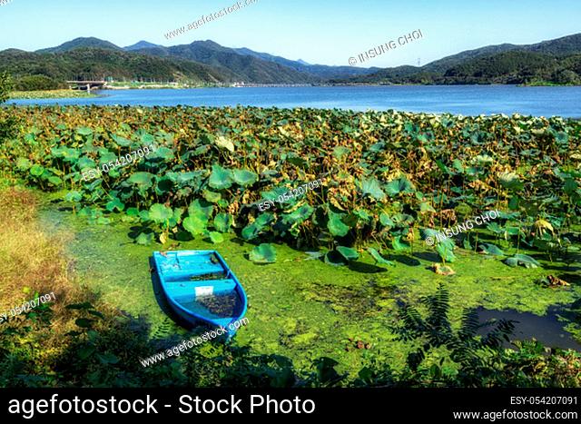 a small blue abandoned fishing boat in dumulmeori surrounded by aquatic plants. Taken in Yangpyeong, South Korea