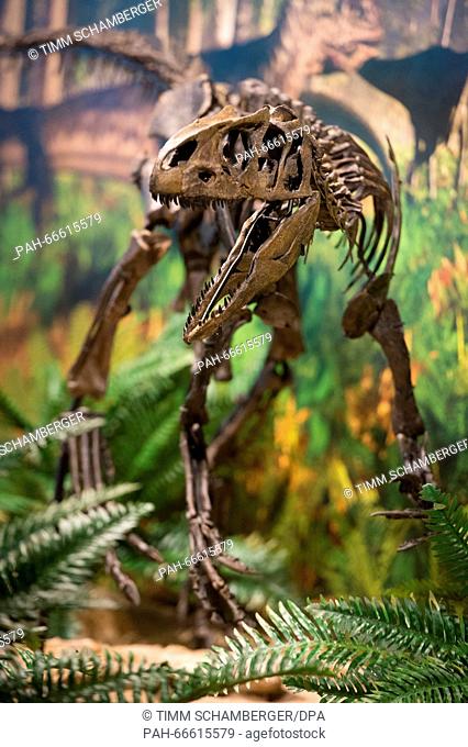 The skeleton of a Allosaurus baby dinosaur, photographed at the primeval museum in Bayreuth, Germany, 11 March 2016. The 150 million year old skeleton pieces...