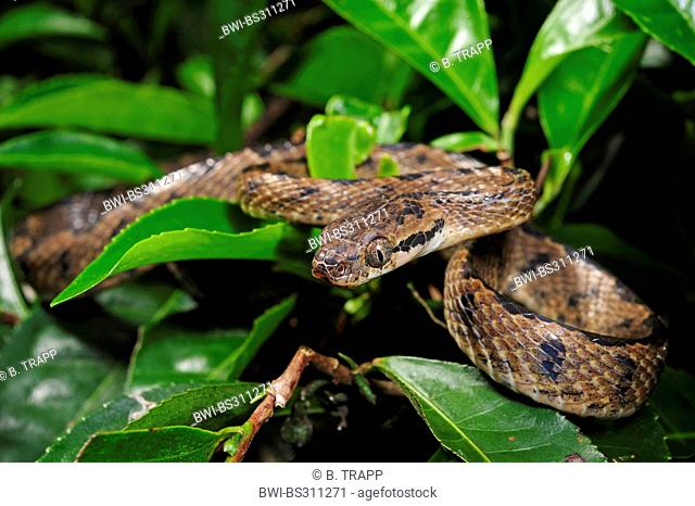 Sri Lanka cat snake (Boiga ceylonensis), creeping through thicket, Sri Lanka, Sinharaja Forest National Park