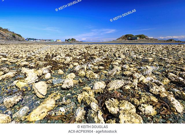 Mass of oyster beds on spit between Pipers Lagoon Park and Shack Island, Nanaimo, Vancouver Island, British Columbia