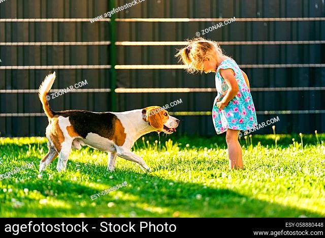 Baby girl standing with beagle dog in backyard in summer day. Domestic animal with children concept. Dog with 2-3 year old
