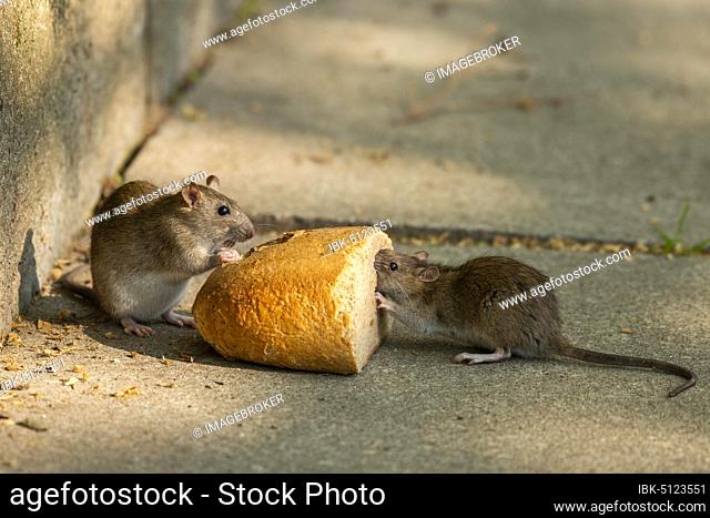 Brown rats (Rattus norvegicus) eating bread, Thuringia, Germany, Europe