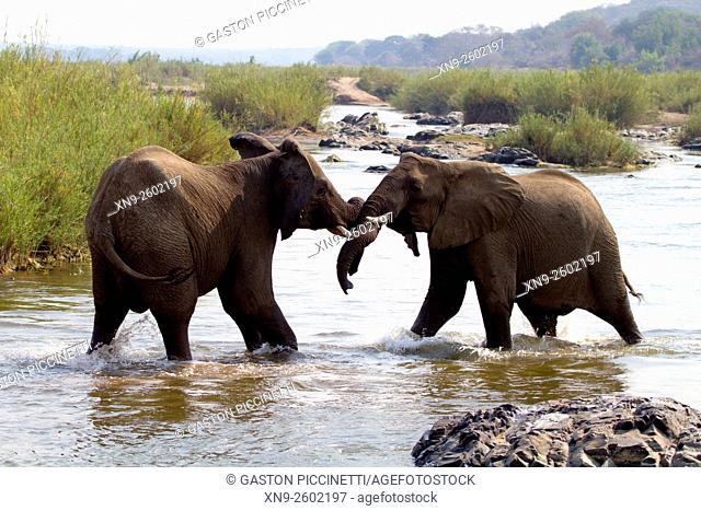 African Elephants (Loxodonta africana), fighting in the river, Kruger National Park, South Africa