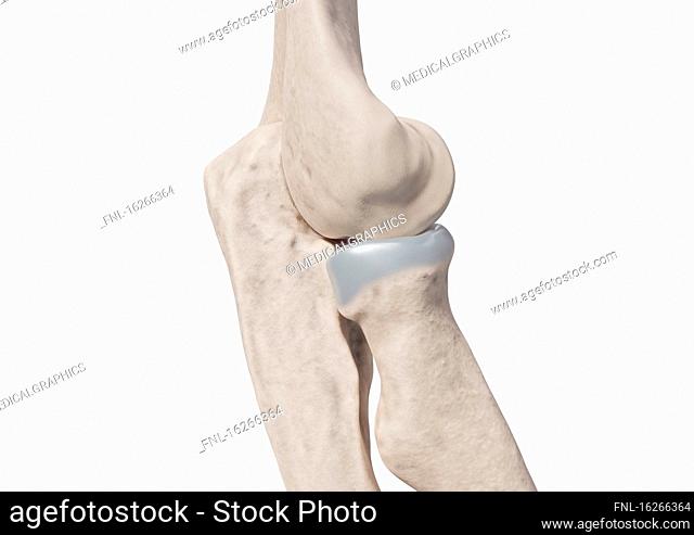 Bones of elbow, illustration