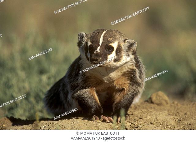Badger  Immature by Burrow (Taxidea taxus) Red Desert, Wyoming