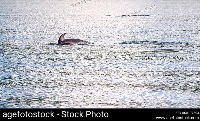 Ein Weißstreifendelfin taucht nach dem Luftholen wieder ab
