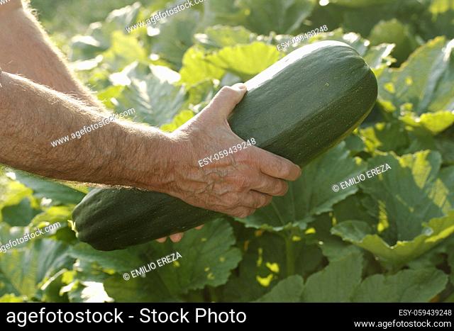 Collecting a big zucchini from kitchen garden