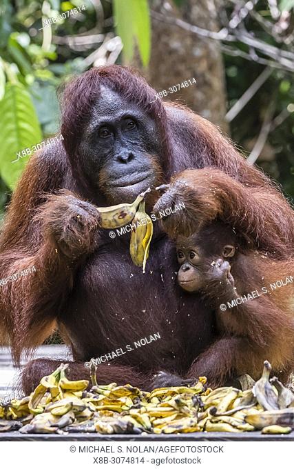 Mother and baby Bornean orangutan, Pongo pygmaeus, at feeding platform Pondok Tanggui, Indonesia