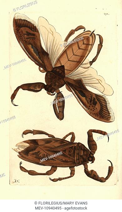 Giant water bug or water scorpion, Lethocerus grandis. . Handcolored copperplate engraving from George Shaw and Frederick Nodder's The Naturalist's Miscellany