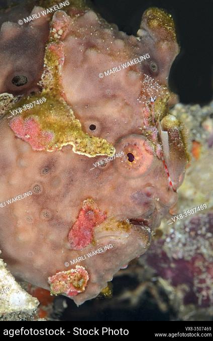 Painted frogfish, Antennarius pictus, Lembeh Strait, North Sulawesi, Indonesia, Pacific
