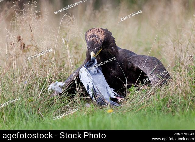 Steppenadler (Aquila nipalensis) rupft Taube