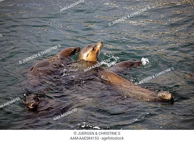 California Sea Lion group in water (Zalophus californianus) Monterey, California, USA