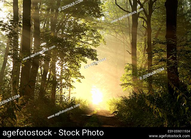 Dirt road in deciduous forest on a misty spring morning, June, Poland