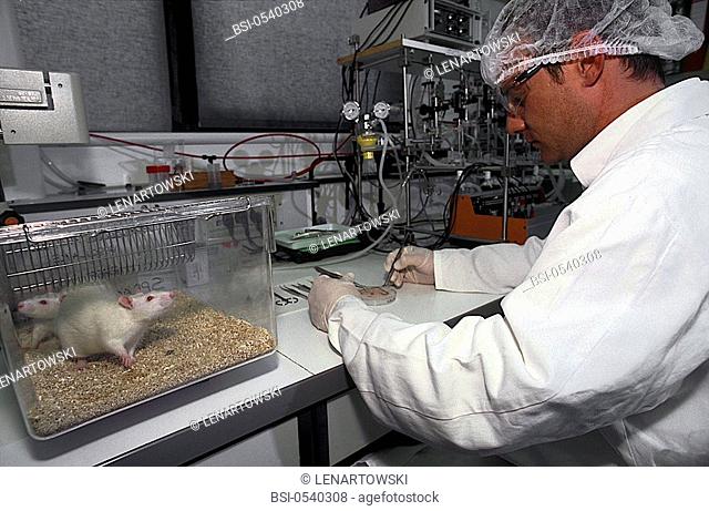 LABORATORY RAT The rats from the species Rattus norvegicus number among the favorite guinea pig of experimentaters. The laboratory rat is an albinos form of...