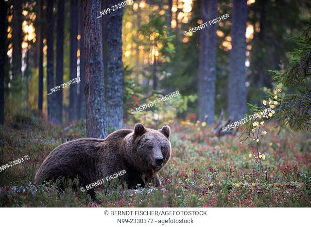 Brown Bear (Ursos arctos), in boreal pinewood in autumn, Finland