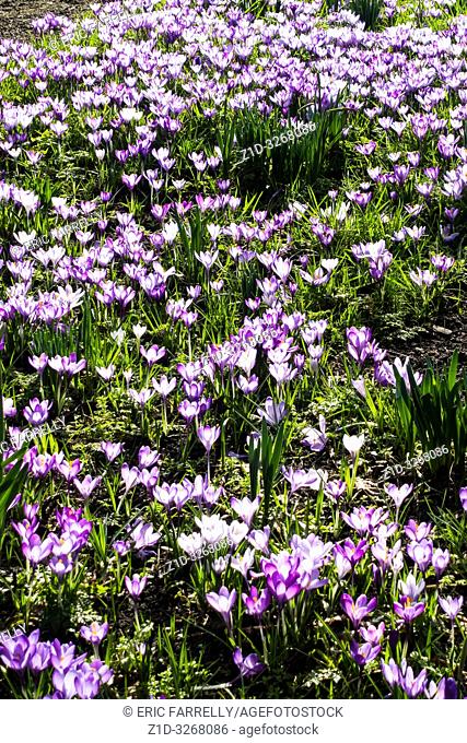spring crocuses Montrose. Scotland UK