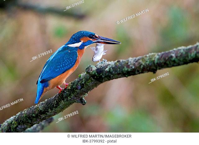 Common Kingfisher (Alcedo atthis) perched on a branch with a fish in its beak, North Hesse, Hesse, Germany