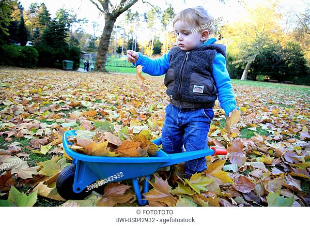 little boy filling a barrow with leaves