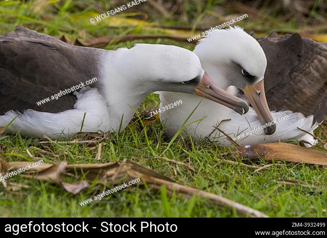 A couple of Moli, or Laysan albatrosses (P. immutabilis) (endangered species) displaying courtship behavior on the Princeville Makai Golf Club on the Hawaiian...
