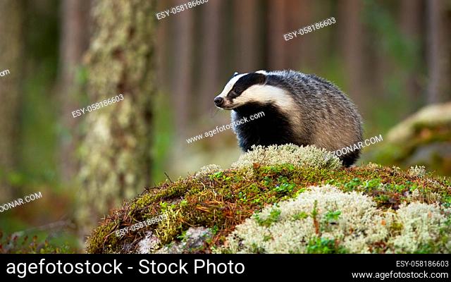 European badger, meles meles, standing on rock in summertime nature. Striped badger looking on moss in summer forest. Wild black and white mammal observing on...