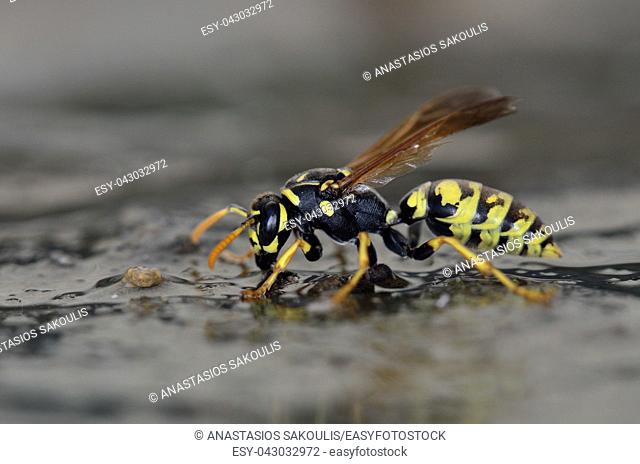Polistes sp. wasp, Crete