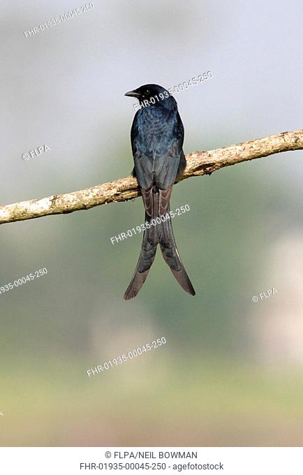 Black Drongo Dicrurus macrocercus adult, perched on branch, Chitwan, Nepal, january