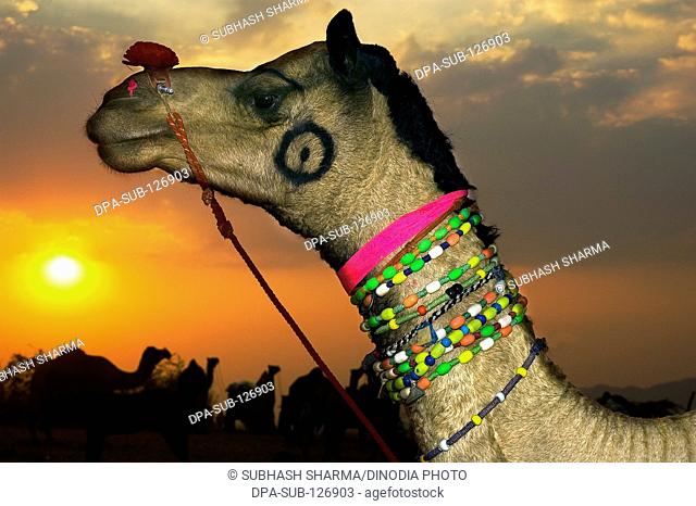 Decorated camel against colorful hues of setting sun ; Pushkar cattle fair ; Pushkar ; Rajasthan ; India