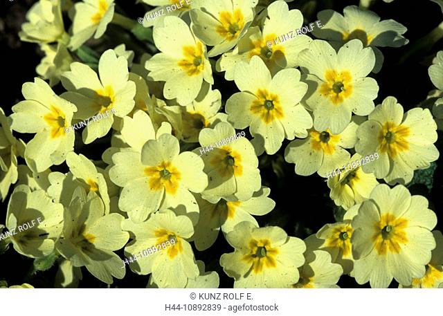 Primrose, Primula vulgaris, Primulaceae, concentration, flowering, flowers, Ticino, Switzerland, flower
