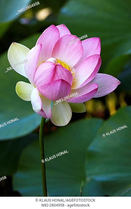 Indian- or Blue Lotus (Nelumbo nucifera) blossom in a garden pond - Bavaria/Germany