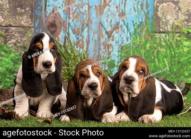 Basset Hound puppies outdoors