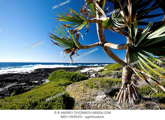 East of Ilot Gabriel island sea shore with black basalt rocks a wind-battered Common screwpine tree with aerial roots visible endemic for Mascarenes (Mauritius...