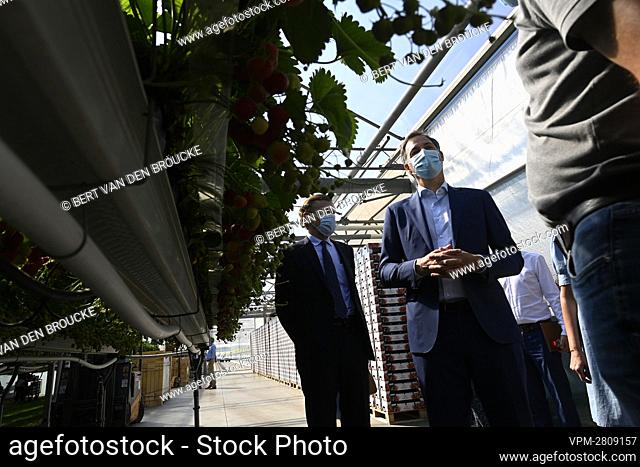 Prime Minister Alexander De Croo pictured during a visit to the strawberry farm of Raf Quirijnen, in Wuustwezel, Tuesday 08 June 2021