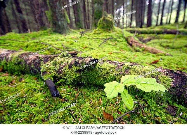 Oak seedling in a spruce pine wood, County Westmeath, Ireland