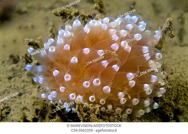 Ascidian. Sea squirt. Tunicate. Tennis ball ascidian. Sea-fig (Synoicum pulmonaria). Eastern Atlantic. Galicia. Spain. Europe