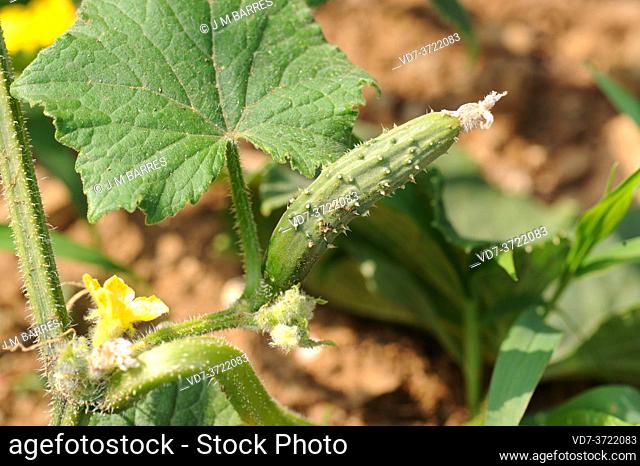 Cucumber (Cucumis sativus) is an annual creeping plant native to South Asia but widely cultivated for its edible fruits
