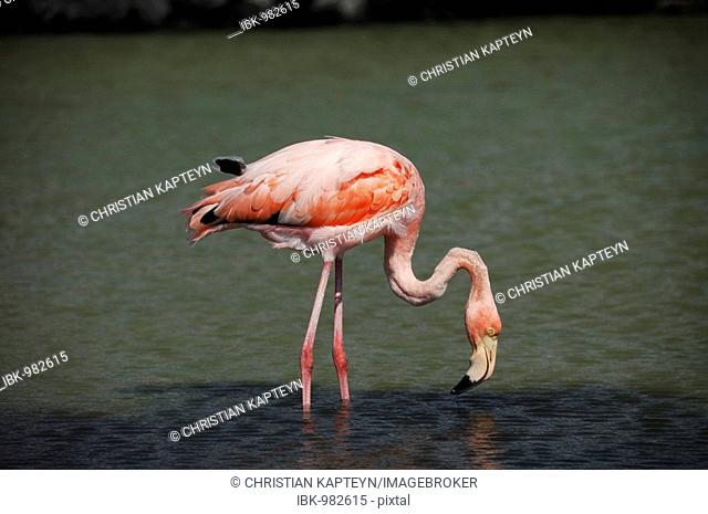 American Flamingo or Caribbean Flamingo (Phoenicopterus ruber), Galapagos Islands, Ecuador, South America