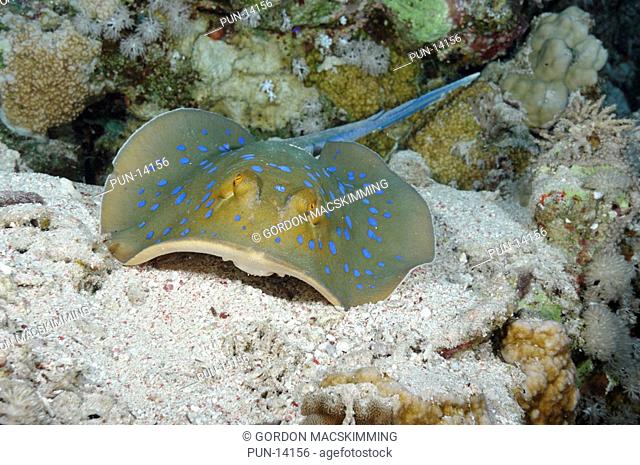 Unmistakable because of its distinct colour pattern, the blue spotted stingray Taeniura lymma is usually found on sand patches adjacent to coral reefs where it...
