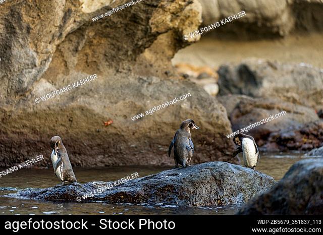 Galapagos penguins (Spheniscus mendiculus) standing on rocks along the shoreline of Bartolome Island in the Galapagos Islands, Ecuador