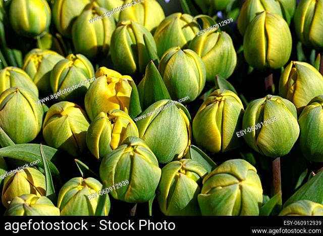Close up background of yellow fresh springtime tulip flowers with green leaves on retail display, high angle view
