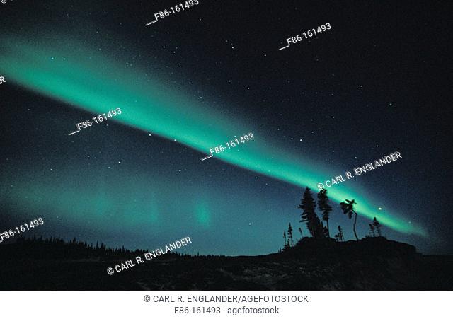 Northern Lights (aurora borealis) with tree silhouettes, Northwest Territories, Canada