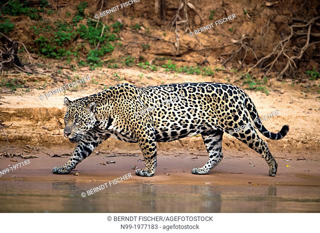 Jaguar, walking along the sand bank of a river, Pantanal, Brazil
